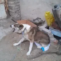 سگگ