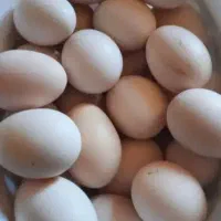 مرغ‌خروس‌محلی