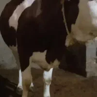 گاو و گوساله آلیام