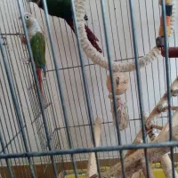 جفت گرینچیک با یک جوجه|پرنده|شیراز, تندگویان|دیوار