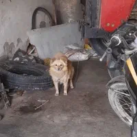 سگ پاکوتاه یا تول