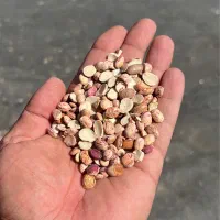 لوبیا چیتی مخصوص آش