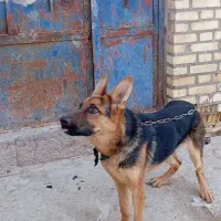 سگ ژرمن شناسنامه دار8ماهه|سگ|آبادان, |دیوار