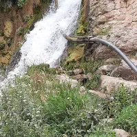 نون خشک دامی