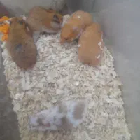 همستر دستی بزرگ 5عدد موجور است 150تومن