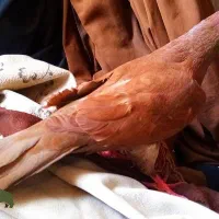 جوجه کبوتر گمشده