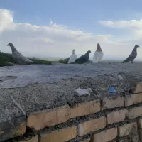 سار  سبز  ابگول