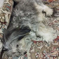 نژاد شیتزو تریر|سگ|تهران, فردوس|دیوار