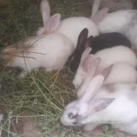 خرگوش
