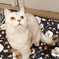 گربه بریتیش ماده دو ساله  و گربه بریتیش نر ۱۴ ماهه