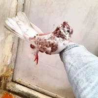 کبوتر|حیوانات|کرمانشاه, |دیوار