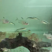 ماهی زینتی|ماهی|بندر ماهشهر, |دیوار