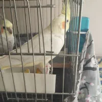 یک جفت عروس هلندی زیبا و سالم