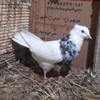 کبوترطوقی پشت دار