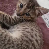 واگذاری فوری