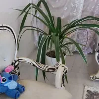 پاندانوس بزرگ