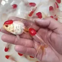 ماهی گلدفیش تاج دار مخصوص اکواریوم استخر برکه