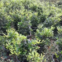 فروش یاس هلندی گلدان 10|گل و گیاه طبیعی|رحیم‌آباد, |دیوار