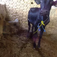 دو گاو نر وماده