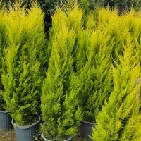 لاوسون ( کاج طلایی )