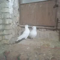 کبوتر پرستی