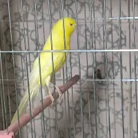 قناری آماده