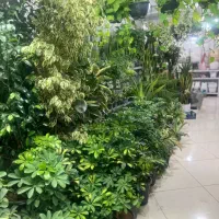 گل و گیاه عمده