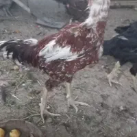 تخم مرغ لاری از نژادافغان  دونه ۸۰هزارتومان