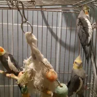 عروس هلندی|پرنده|قم, زینبیه|دیوار