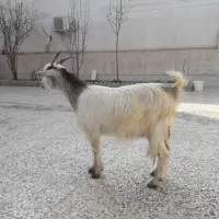 بزغاله آبستن شیر کرده شکم اول