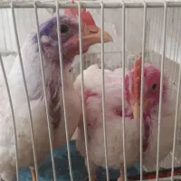 جوجه خروس گوشتی