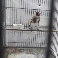 سره نر دوساله|پرنده|تهران, مسگرآباد|دیوار