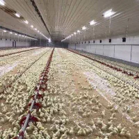 نیاز به یک کارگر مرغداری با تجربه