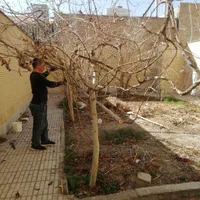گلکاری درخت کاری سمپاشی جابجای خاک گلدان وباغچه