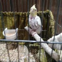 فروش دو جفت فنچ با عروس هلندی ماده