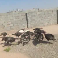 فروشی عمده