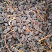 کشمش آفتابی بوانات