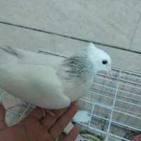 کبوتر دم کوهی نردر رامهرمز|پرنده|اهواز, ۲۴ متری|دیوار