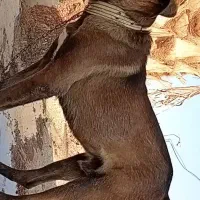 سگ سرابی اصیل|سگ|دهدشت, |دیوار