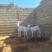 ۳راس بزغاله سانن|حیوانات مزرعه|صحنه, |دیوار