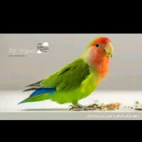 مرغ عشق گم شده