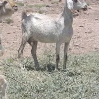گیسه شیری اوستن دوقلو زا|حیوانات مزرعه|کرمان, |دیوار