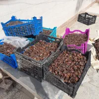 خرمای گنطاردرجه 1 بسته بندی شده|خوردنی و آشامیدنی|اهواز, ملاشیه|دیوار