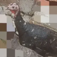 بوقلمون