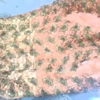 لباس و کفش زنانه|لباس|تبریز, |دیوار