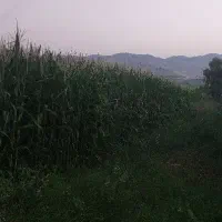 ذرت علوفه پردانه