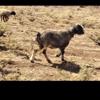 فروش میش داشتی نژاد دار