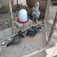 جوجه گلین 1ماهه دونه70|حیوانات مزرعه|مبارکه, |دیوار