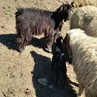 بز بزغاله گوسفند