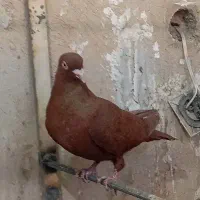 یه جفت سرخ|پرنده|قزوین, |دیوار